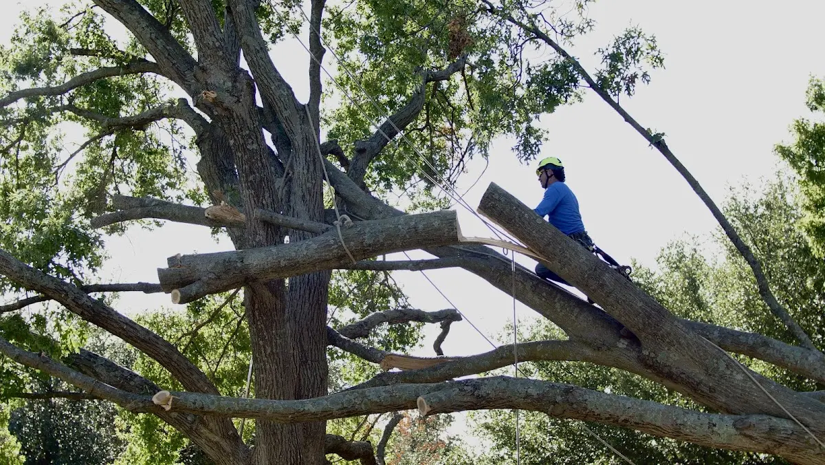 Professional Crown Thinning performed by certified arborists in Islesboro