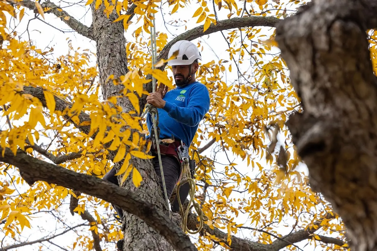Skilled Tree Pruning crew working in Islesboro
